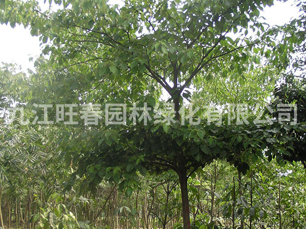 燈臺